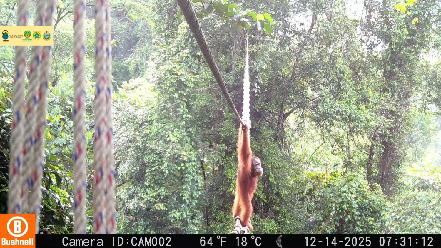 Momen orangutan Sumatera gunakan jembatan kanopi untuk menyeberang