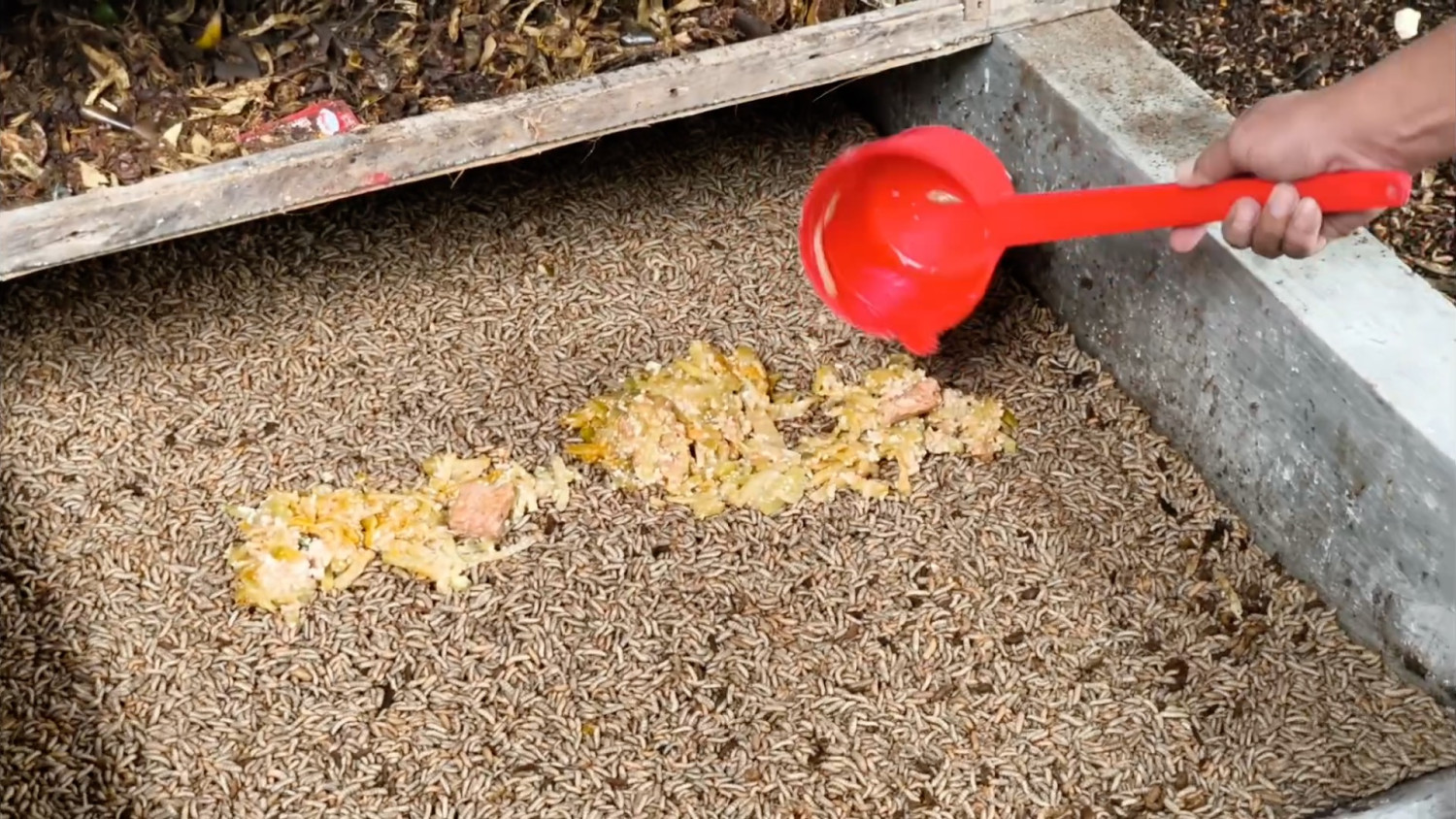 Budidaya maggot jadi solusi sampah SPPG di Sukoharjo