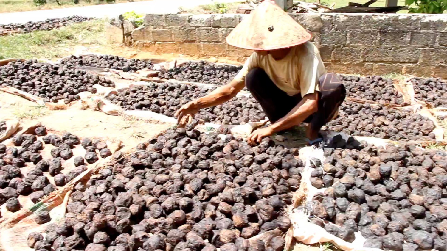 Pemerintah siapkan pabrik hilirisasi gambir di Sumbar dorong ekspor