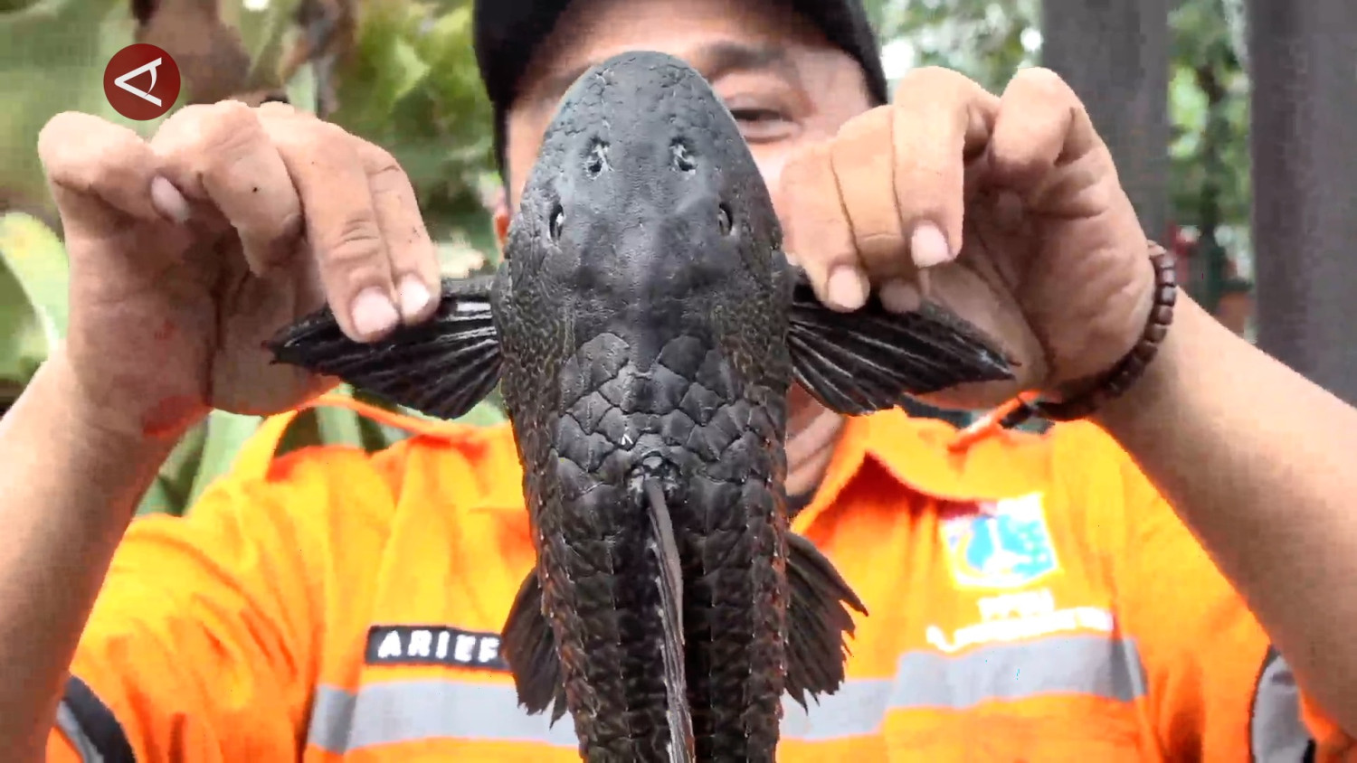 Penguburan sapu-sapu di Jakarta dikritik MUI, ini kata Pramono