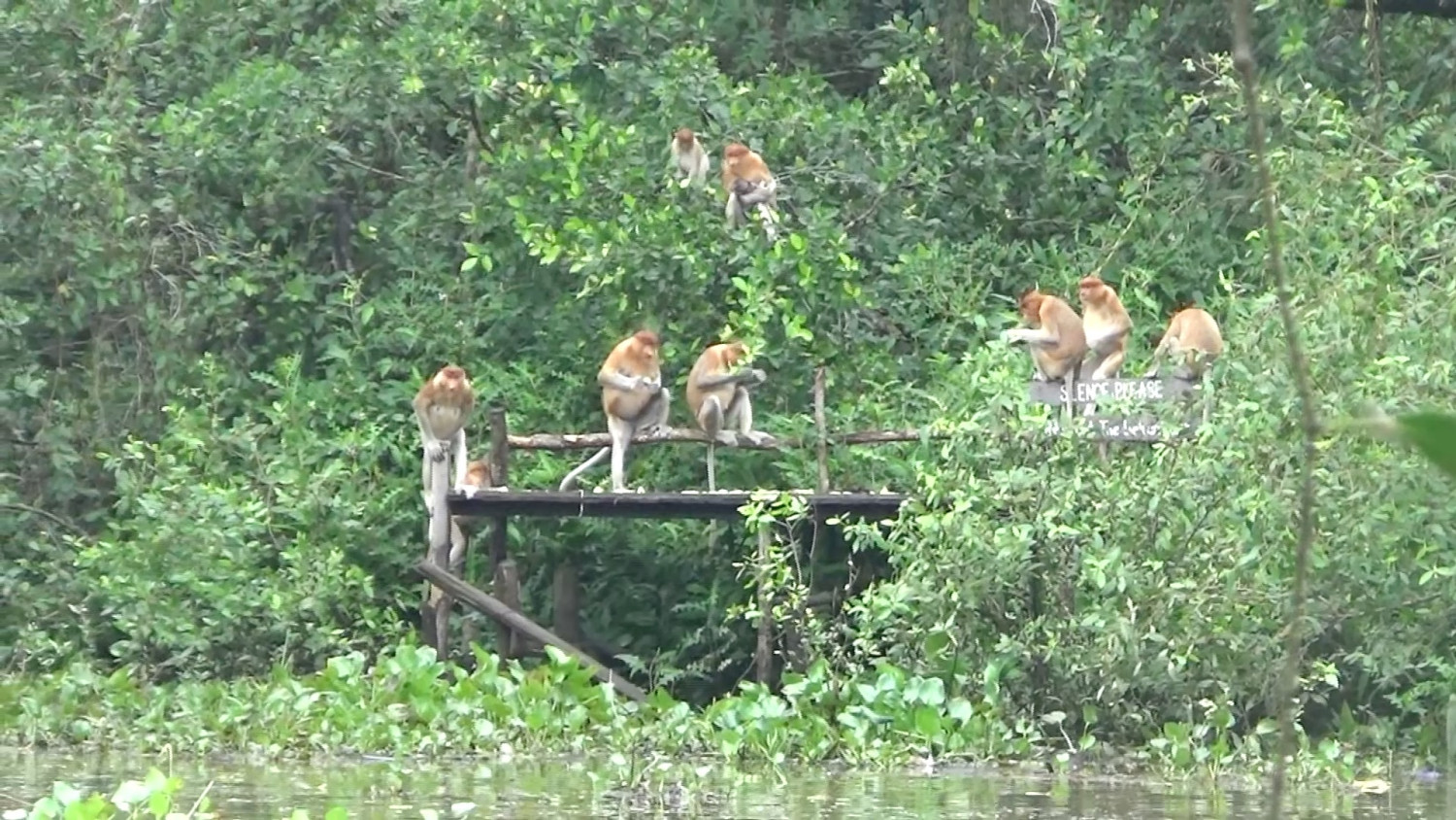 Populasi Bekantan di Kalimantan Selatan naik 6,75 persen