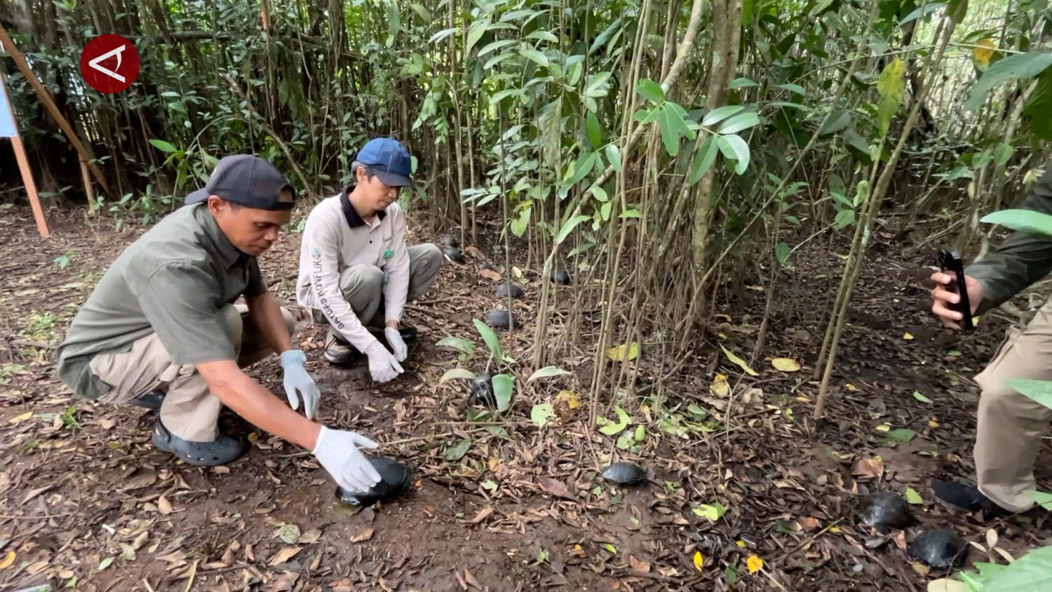 BKSDA Kalsel lepasliarkan kura-kura sitaan di Pulau Bakut dan Kembang