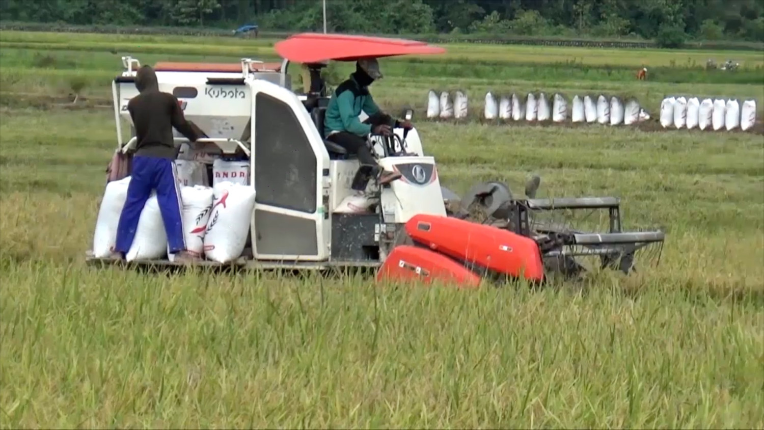 Sultra dapat tambahan alokasi cetak sawah baru seluas 10.000 hektar