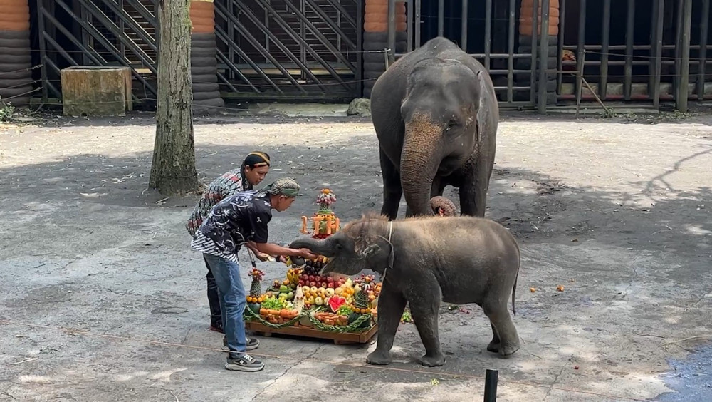 Ulang tahun bayi gajah Sumatera betina di Batu semarakkan hari Kartini