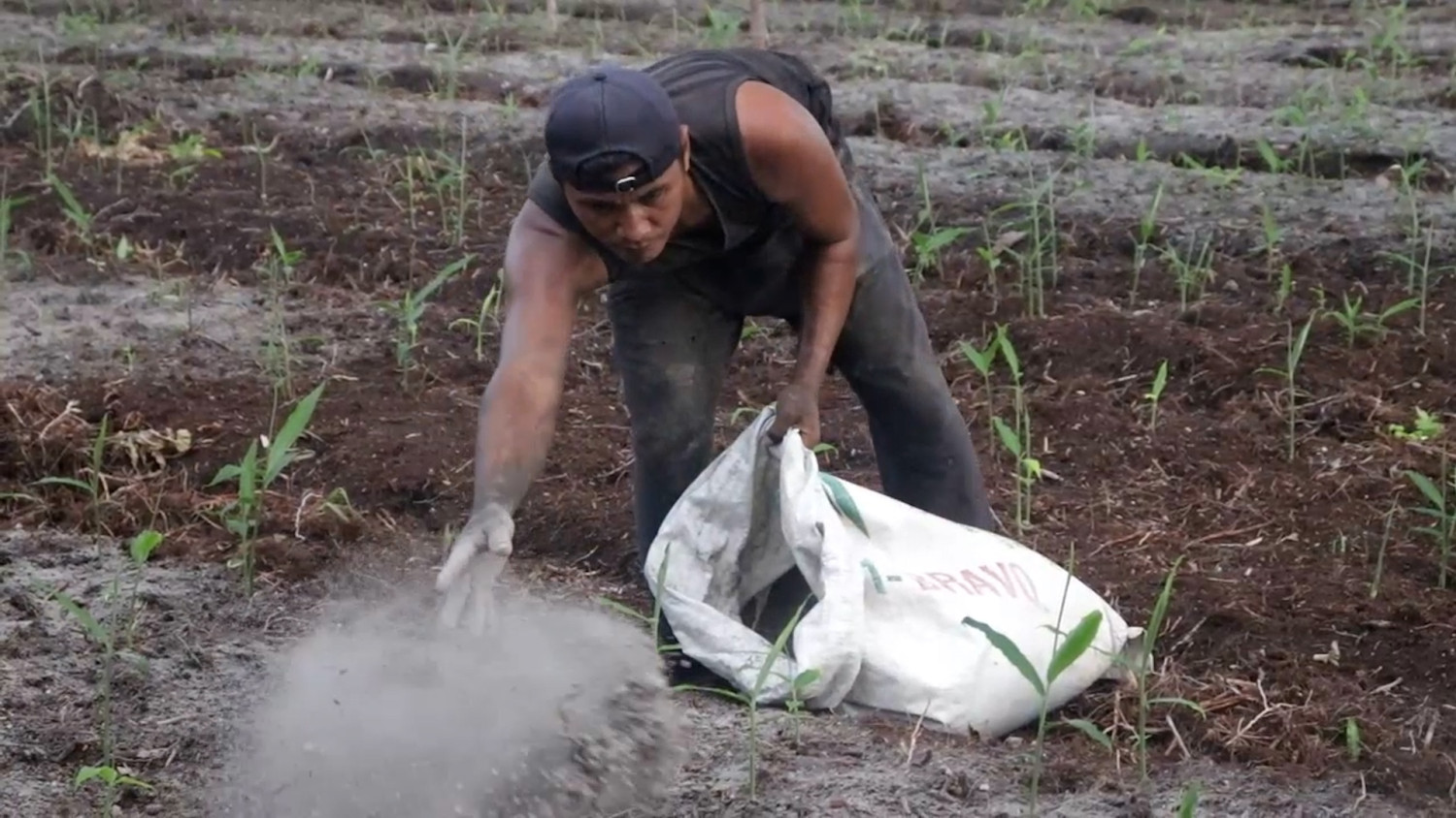 Panen 30 ton jahe, peluang usaha tumbuh di Mempawah