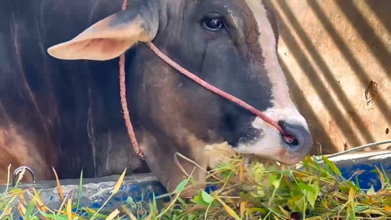 Prabowo pilih ‘Si Kentung’, sapi 922 Kg untuk Idul Adha di Sulteng