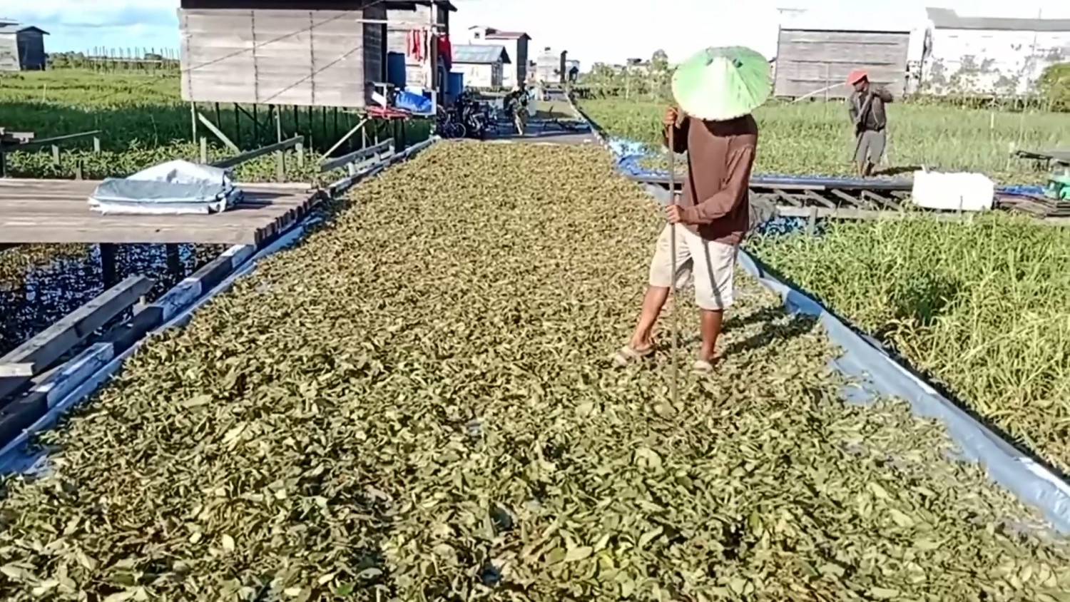 Kaltim perketat izin produksi dan ekspor kratom