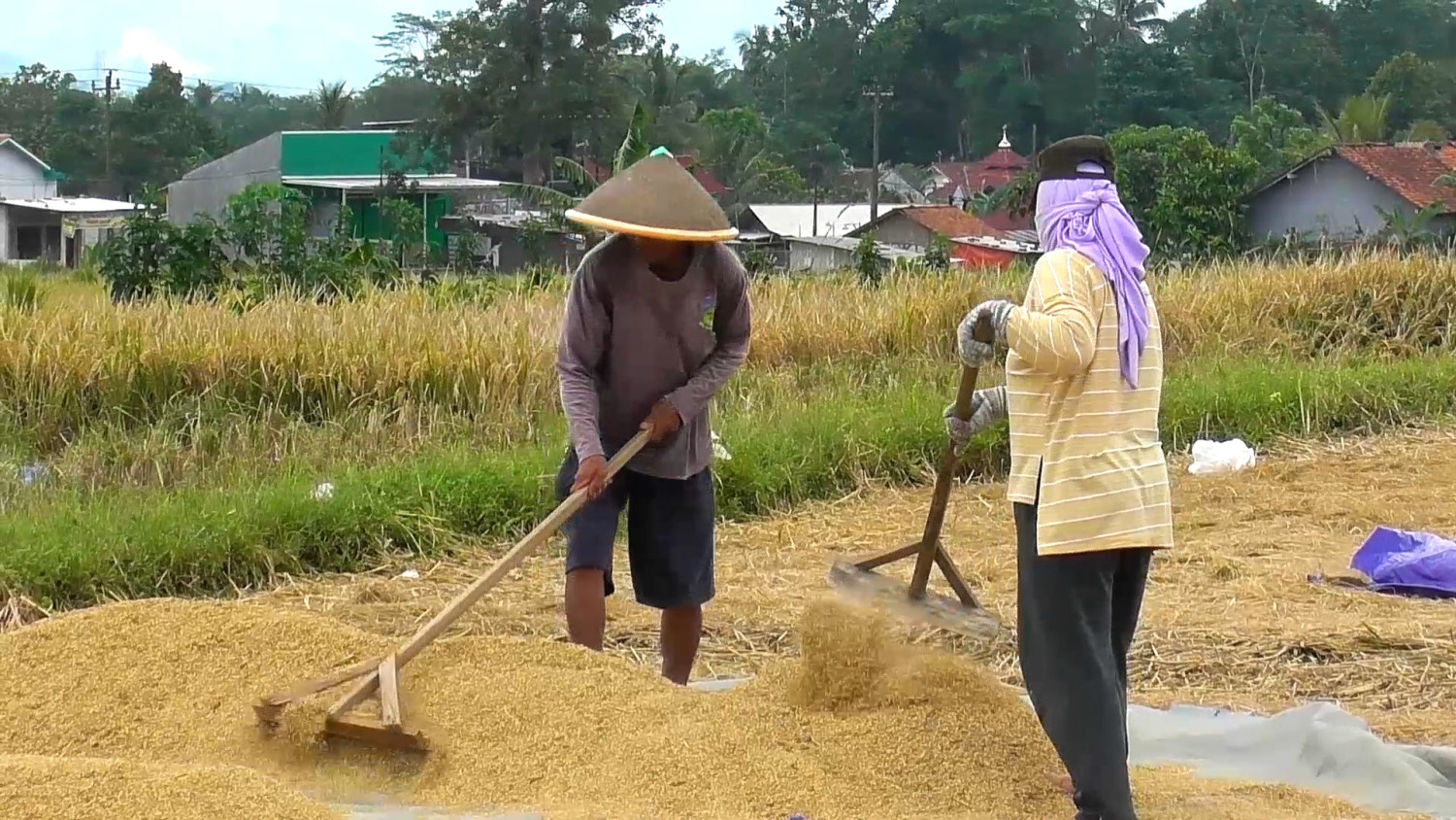 Banyumas targetkan panen 380.000 ton beras untuk swasembada pangan