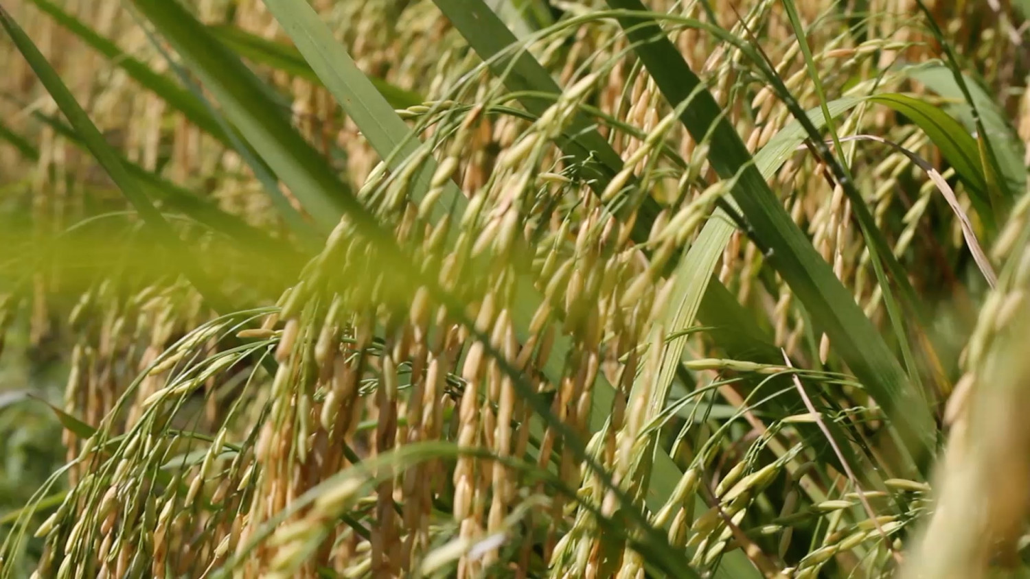 Dari program cetak sawah Kalsel, 14 ribu hektar mulai masa panen