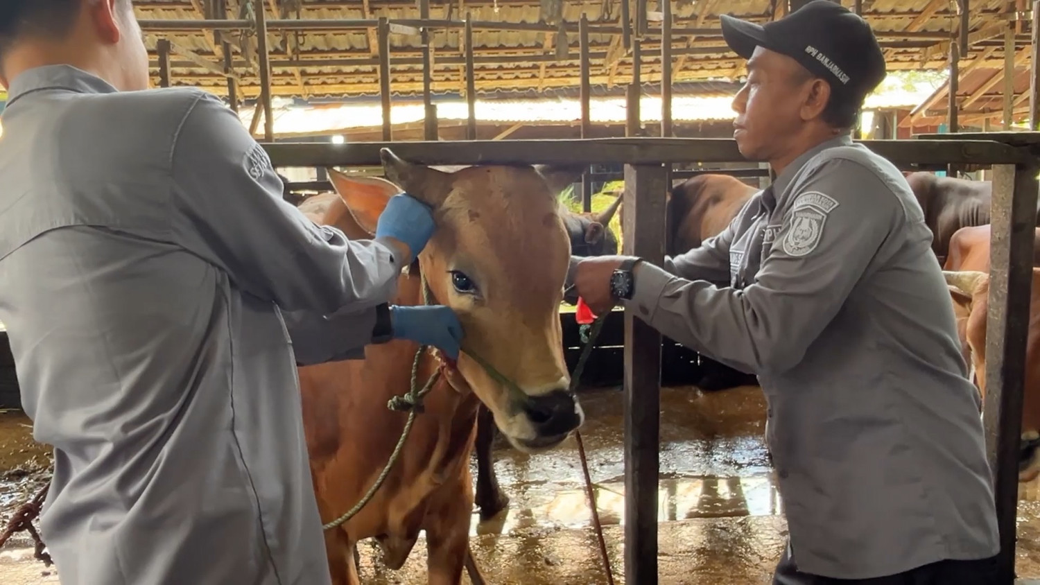 Pasokan berdatangan, Banjarmasin perketat kesehatan hewan kurban