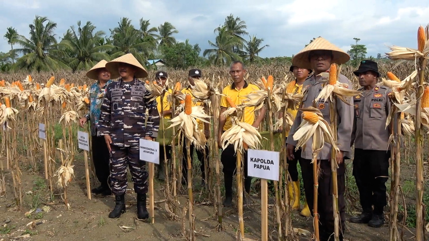 Polda papua catat produksi jagung meningkat 264 persen pada 2026
