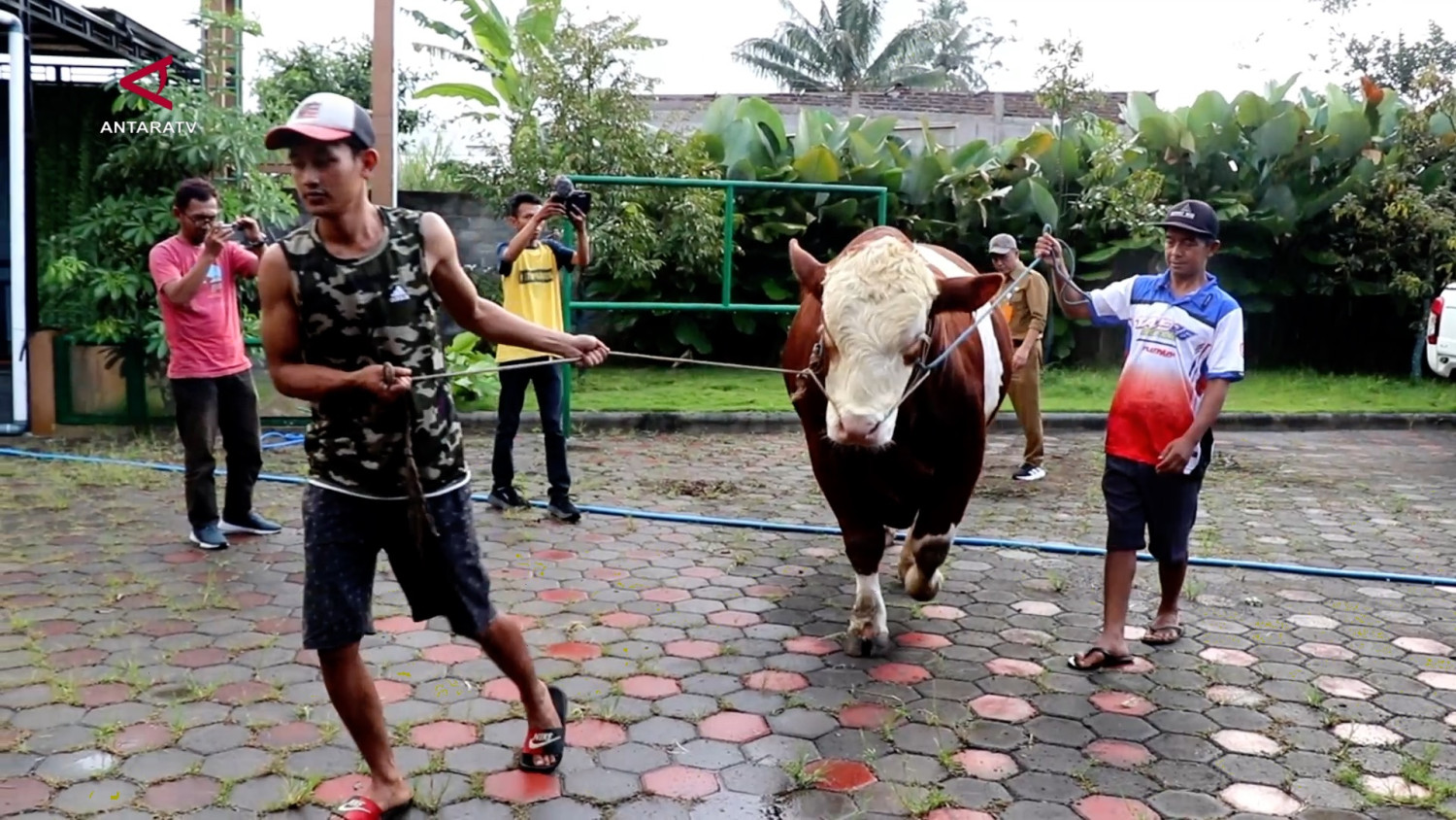 "Diego" milik warga Temanggung jadi sapi kurban Presiden