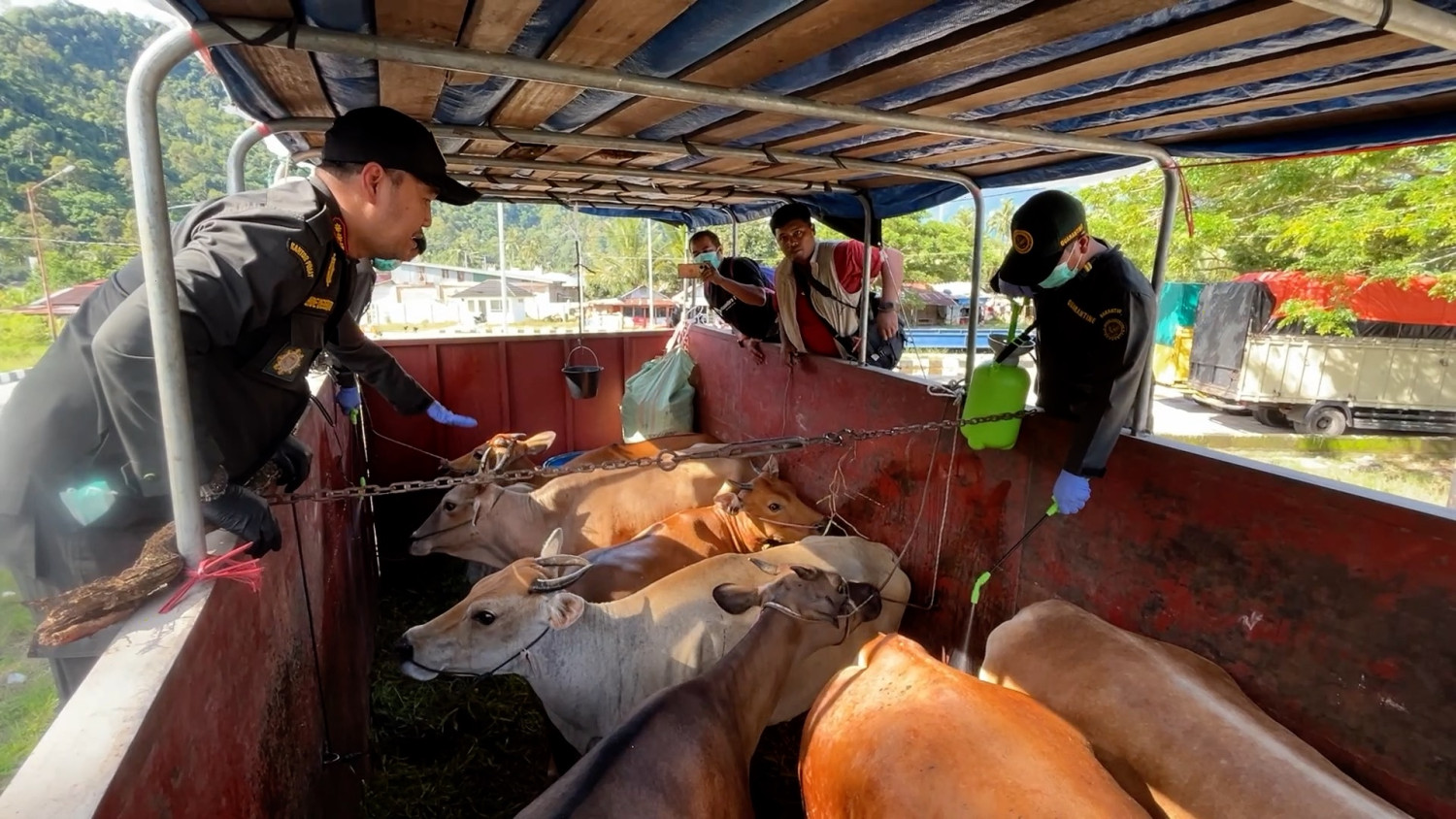 BKHIT intensifkan pengawasan pengiriman hewan kurban ke Mentawai