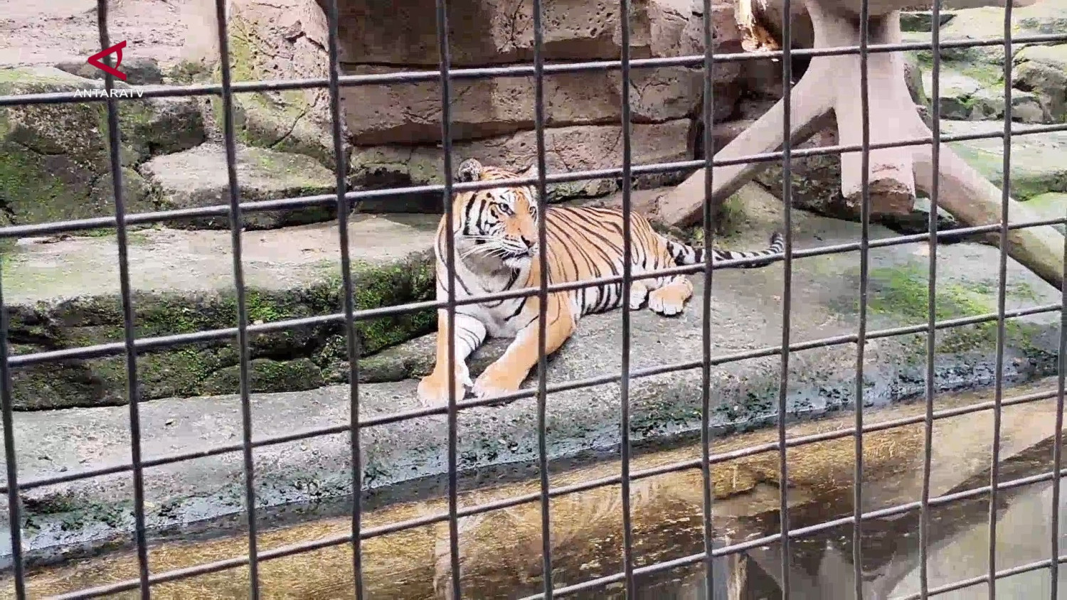 Pemkot ajukan izin ke Kemenhut untuk kelola sementara Bandung Zoo