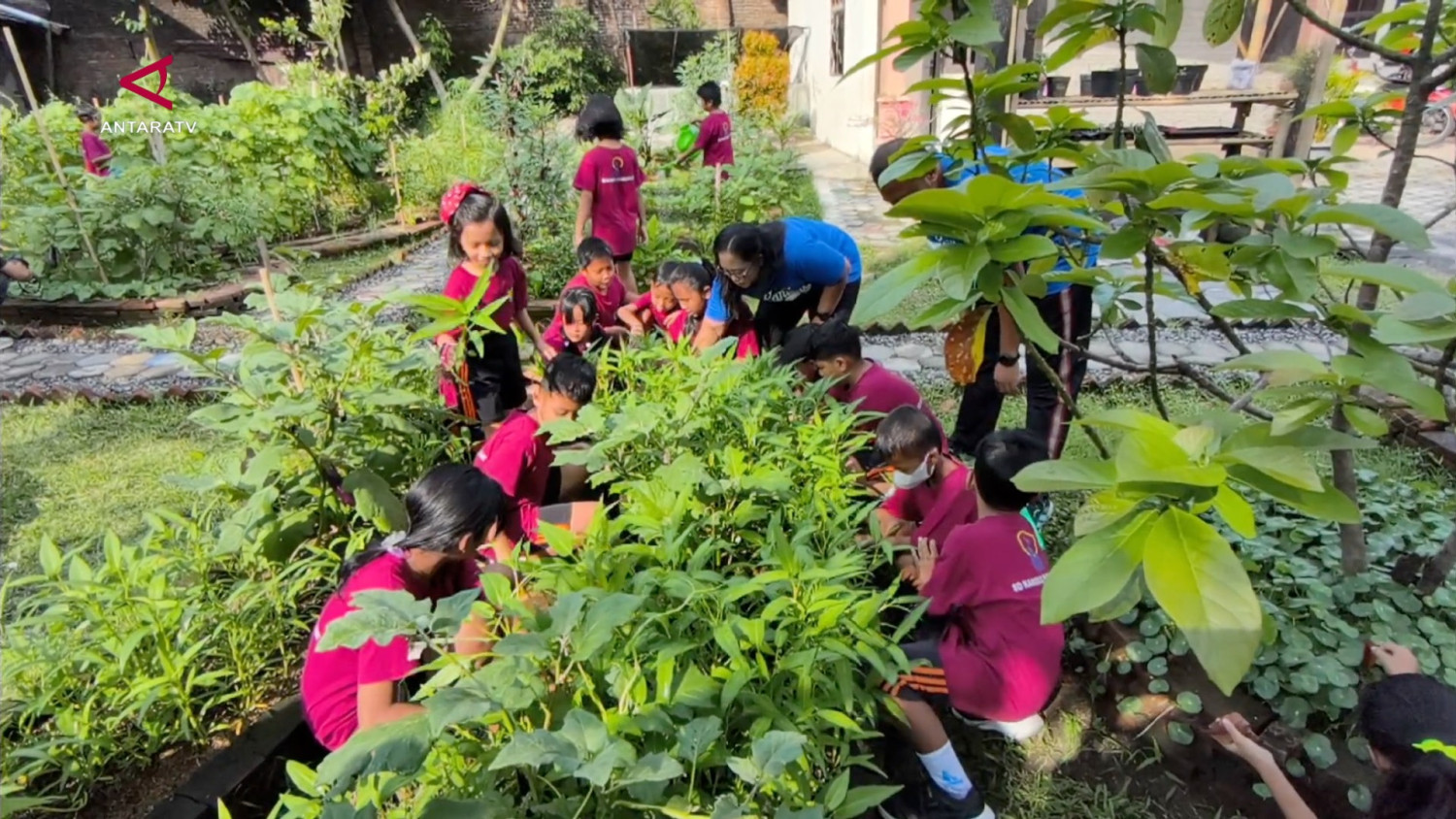 Siswa SD di Solo belajar proses pangan lewat kebun sirkular