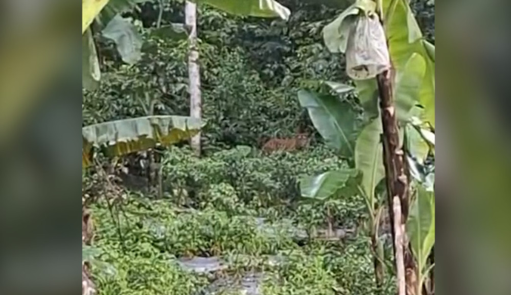 Harimau Sumatera muncul di persawahan Agam, warga sembunyi di pondok