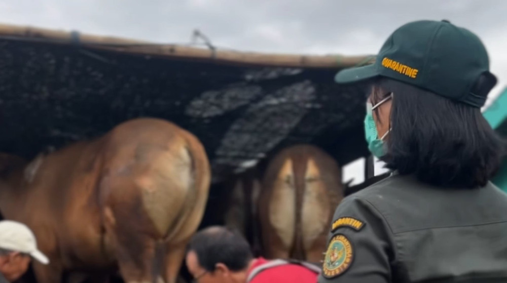 Balai Karantina Bali perketat lalu lintas penyeberangan hewan kurban
