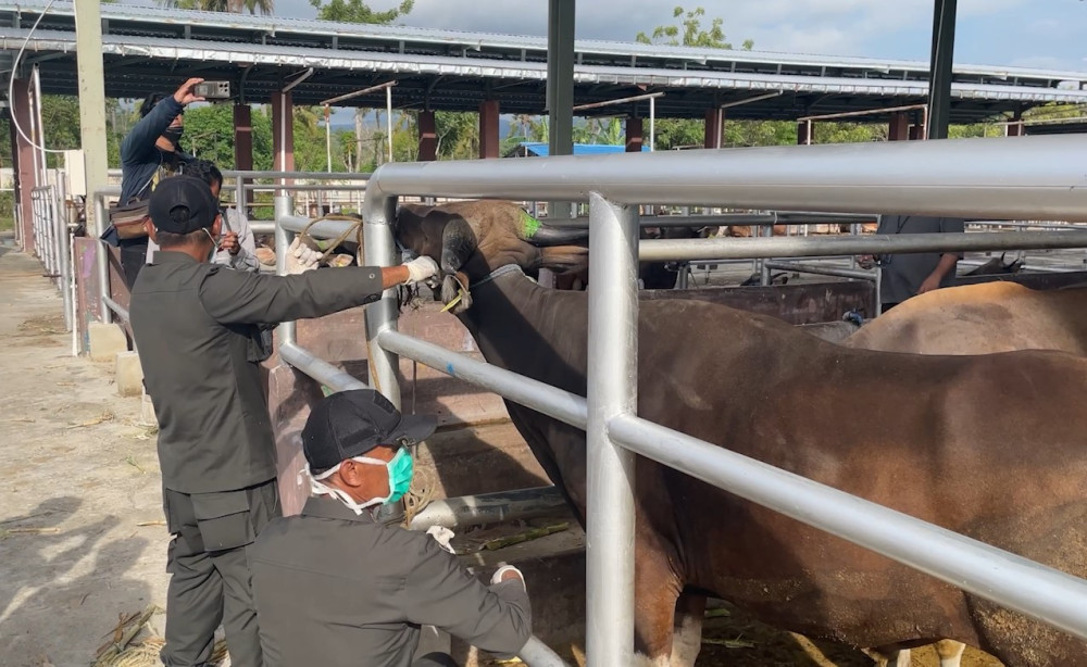Permintaan sapi melonjak, Sulteng perketat distribusi hewan ternak