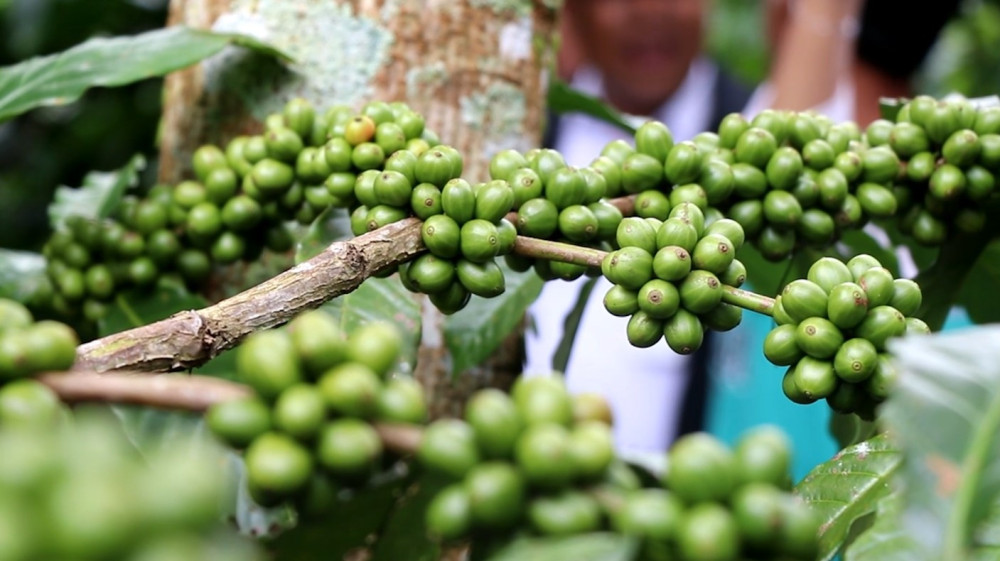 Temanggung tambah luasan tanam kopi untuk tingkatkan produksi