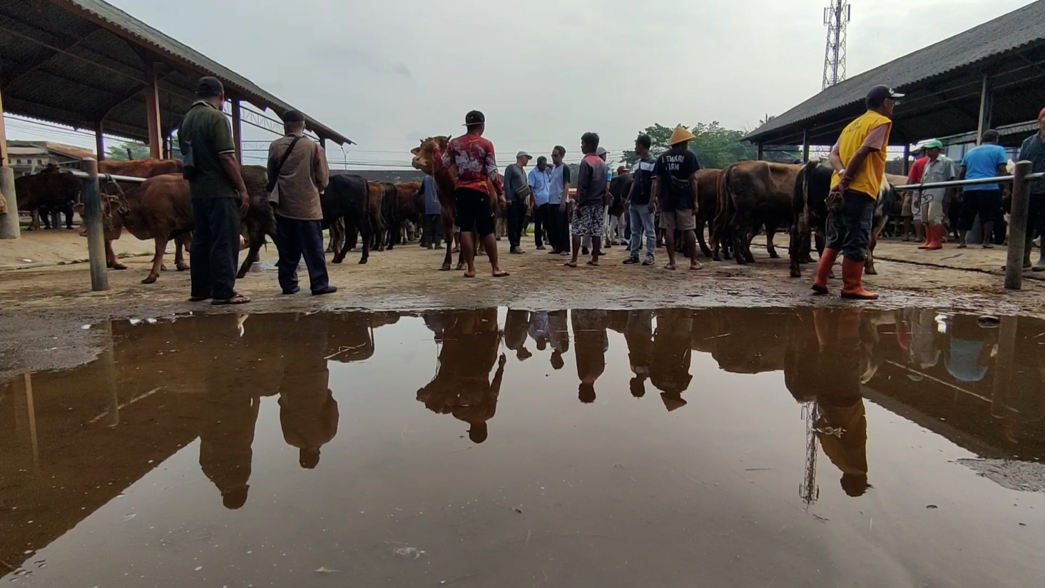 Pengawasan di Pasar Hewan Ambarawa diperketat jelang Idul Adha