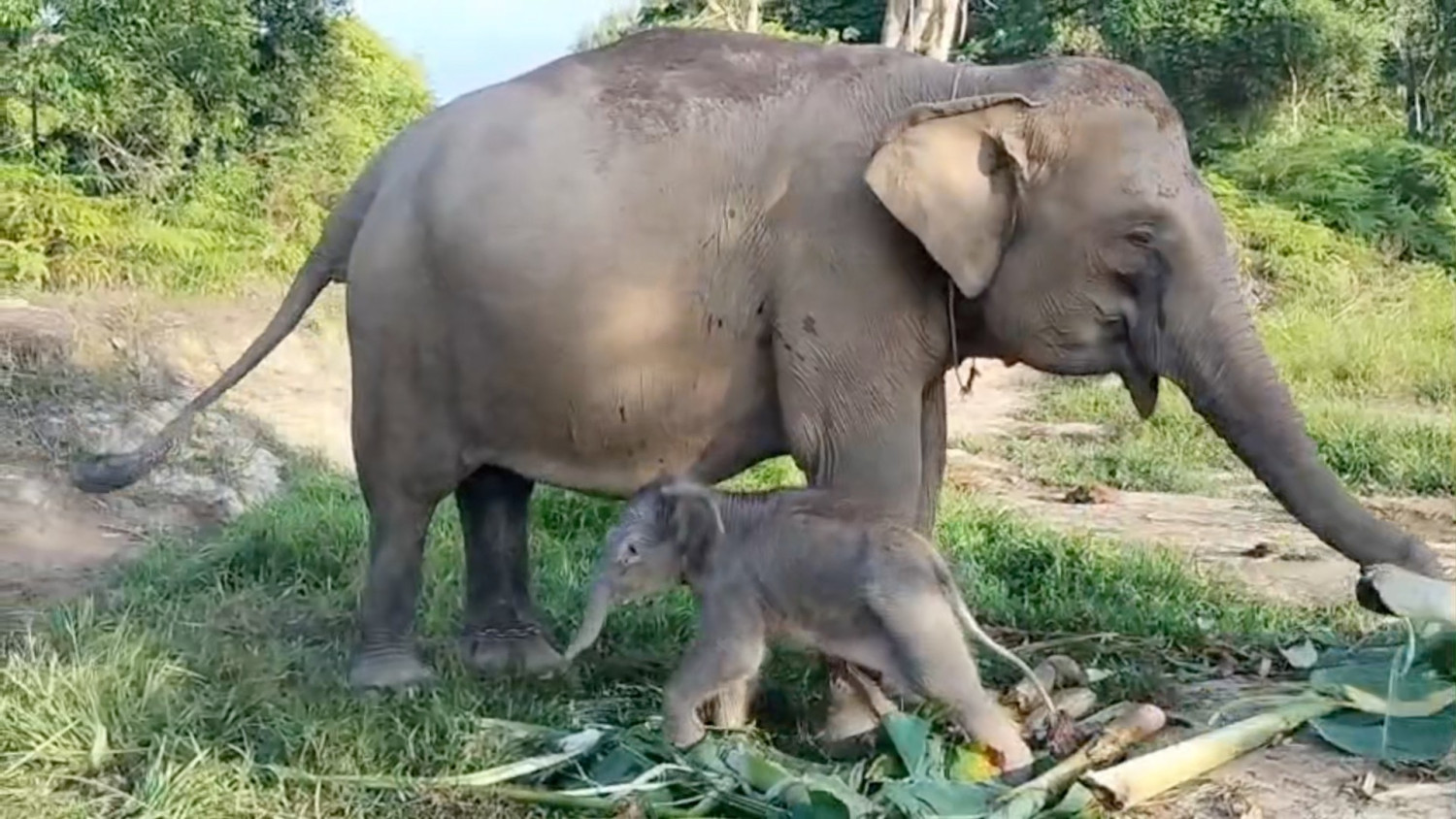 Kelahiran Nona Seroja bawa harapan konservasi gajah di Tesso Nilo